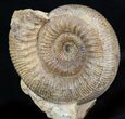 Stephanoceras Ammonite - Dorset, England #30782-1